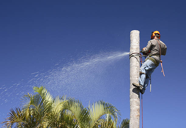 Pest Control for Lawns in Amelia Court House, VA